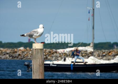 Seagull est assis sur le mât, en arrière-plan bateau de voile hors de point de mire.Den Osse, pays-Bas. Banque D'Images