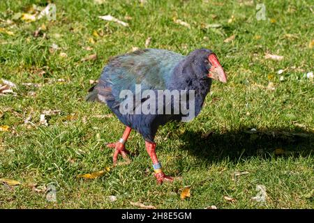 Takahe (Porphyrio hochstetteri), un oiseau indigène coloré endémique de la Nouvelle-zélande sans vol, pris en Zealandia Banque D'Images