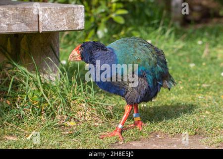 Takahe (Porphyrio hochstetteri), un oiseau indigène coloré endémique de la Nouvelle-zélande sans vol, pris en Zealandia Banque D'Images