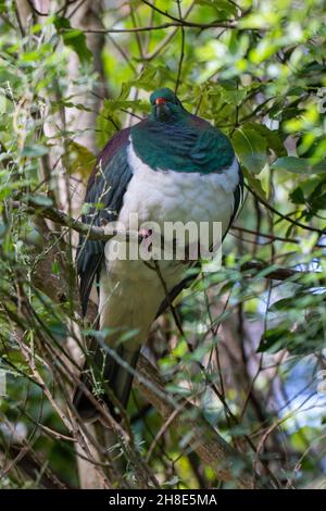 Un Kererū indigène de Nouvelle-Zélande (pigeon de bois) perché sur une branche de Zealandia, Hemiphaga novaeseelandiae Banque D'Images