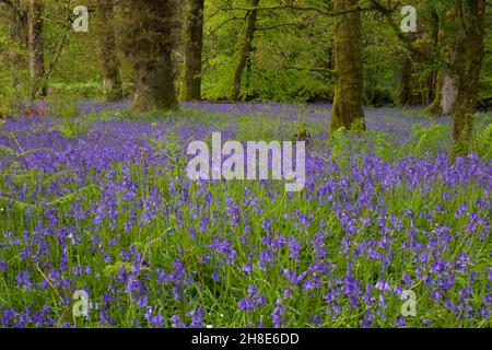 bluebell Woods, Gairloch Estate, Dumfries & Galloway, Écosse Banque D'Images