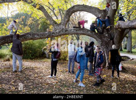 Enfants grimpant le Juglans mandshurica (chinois: 胡桃楸), également connu sous le nom de noyer manchurien dans le parc de la station de Ķemeru, ville de Ķemeru, Jurmala, Lettonie Banque D'Images