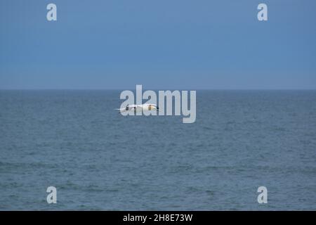 Un Gannet avec des extrémités d'aile noires et une tête jaune floys au-dessus de l'Atlantique au large de la côte du centre de la Floride, États-Unis. Banque D'Images