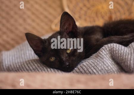 Un petit chat sur un oreiller de couleur pastel.Concept rester à la maison.Chaton se détendant sur fond tricoté gris doux. Banque D'Images
