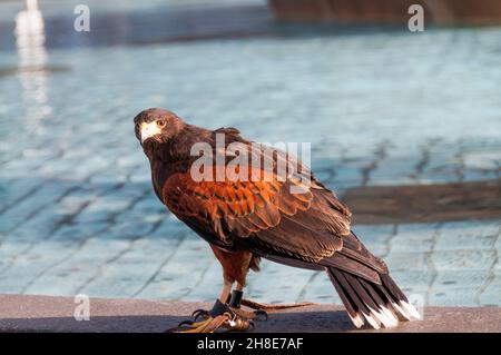 Un Harris Hawk, Parabuteo unicinctus, employé à Trafalgar Square pour effrayer les pigeons. Banque D'Images