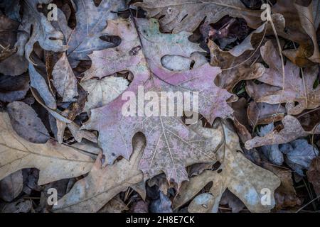 Les feuilles tombées sur le sol de la forêt se pondent naturellement avec une grande feuille colorée avec son dos vers le haut sur la pile de l'arrière du feuillage en décomposition Banque D'Images