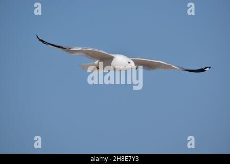 Vue frontale en gros plan de la Mouette à bec avec fond bleu ciel. Banque D'Images