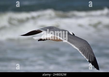 Vue d'en haut d'un Gull riant survolant l'océan. Banque D'Images