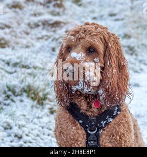 Le visage du chien Cockapoo est couvert de neige pendant une promenade à la campagne Banque D'Images