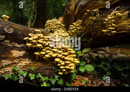 Tuft de soufre ou champignons en grappes (Hypholoma fasciculare) sur un arbre tombé dans la forêt de Southampton Common. Banque D'Images