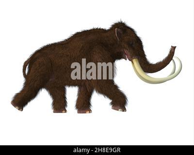 Le mammouth de Woolly était un mammifère herbivore qui vivait dans les périodes Pliocène et Pléistocène de l'Asie, de la Sibérie et de l'Amérique du Nord. Banque D'Images