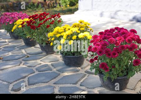 Chrysanthèmes multicolores dans des pots de fleurs près d'une maison rurale.Aménagement paysager.Mise au point sélective. Banque D'Images