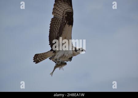 Gros plan d'un Osprey volant avec un poisson dans ses griffes. Banque D'Images