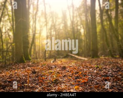 Charmante forêt de saison féoggy d'automne rêveuse.Des endroits de rêve dans la forêt. Banque D'Images