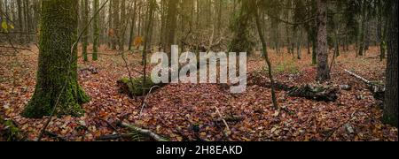 Photo panoramique d'une forêt divine dense d'automne sombre.Automne automne occulture sauvage bois bannière arrière-plan Banque D'Images