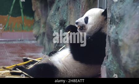 Panda mange des tiges de bambou au zoo.Médias.Chubby Panda est assis lazily et avec plaisir manger les tiges de bambou sont des dents fortes dans le zoo.Aliments à base de légumes de bambo Banque D'Images