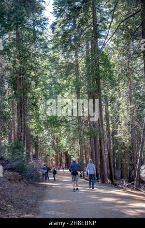 Tuolumne Grove dans le parc national de Yosemite, Californie, États-Unis. Banque D'Images