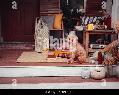 Adorable coolette brune assise sur une véranda ou une terrasse en bois d'automne, couvre-lits familiaux, avec citrouilles et couvertures douillettes. décor paysager de thanksgiving. Banque D'Images