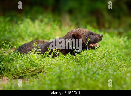 Wolverine - Gulo gulo aussi le fessier, le carcajou ou la caquickhappée (de Cris de l'est, kwiihkwahaacheew), la plus grande espèce de Mustelidae Banque D'Images