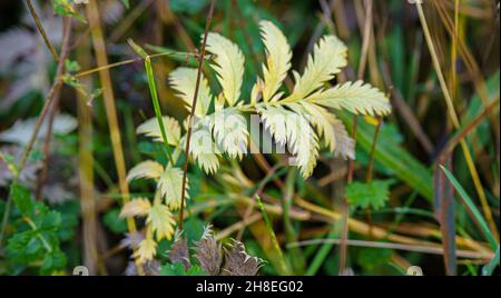 L'herbe à soie sauvage (Potentilla anserina) à la fin de l'automne, pousse dans les prairies de Chalkland de Salisbury Plain, Wiltshire, Royaume-Uni Banque D'Images