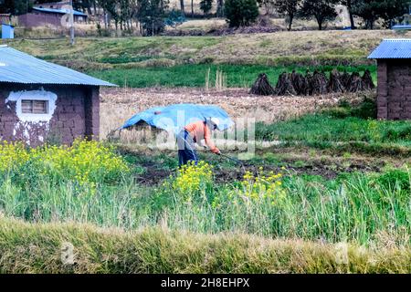 Peruviann agriculteur travaillant sur sa terre le long de la voie ferrée de l'explorateur andin qui relie Cuzco et Puno Banque D'Images