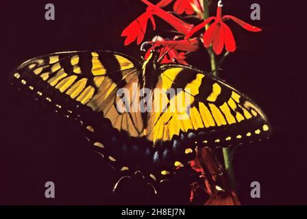 Le tigre de l'est a le nectaron de la queue des fleurs cardinal Banque D'Images