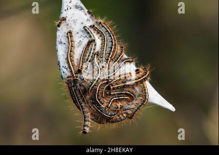 Tente caterpillar cluster et web Banque D'Images