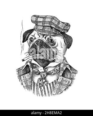 Chien PUG fume un cigare dans un costume en tweed.Personnage animal mode dans les vêtements.Esquisse dessinée à la main.Illustration vectorielle gravée pour étiquette, logo et T Illustration de Vecteur