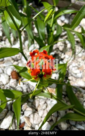 Vue d'une fleur de lys de gloire, Gloriosa superba, une plante vivace toxique qui pousse à partir d'un rhizome charnel Banque D'Images