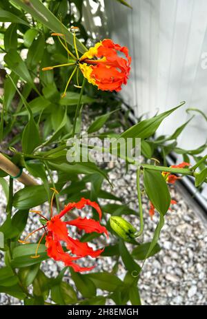 Vue d'une fleur de lys de gloire, Gloriosa superba, une plante vivace toxique qui pousse à partir d'un rhizome charnel Banque D'Images