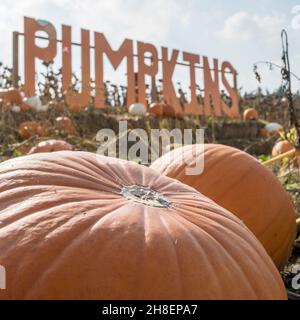 Citrouilles avec panneau de citrouille derrière Banque D'Images