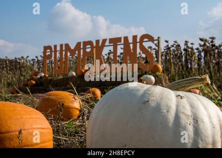 Citrouilles avec panneau de citrouille derrière Banque D'Images