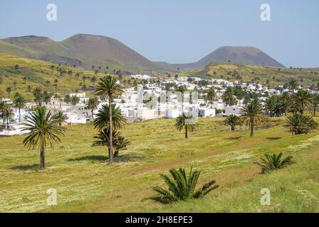 Vallée des mille palmiers, Haria, province de Las Palmas, Lanzarote, îles Canaries, Espagne Banque D'Images