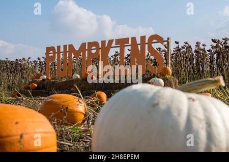 Citrouilles avec panneau de citrouille derrière Banque D'Images