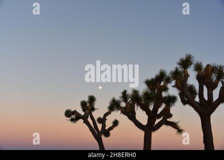 Une vue magnifique au coucher du soleil sur les palmiers yucca de Joshua Tree de forme unique dans le parc national de Joshua Tree, Californie.Remarquez la montée de la lune. Banque D'Images