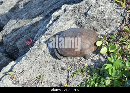 Une grande tortue Gopher se pare sur une corniche. Banque D'Images