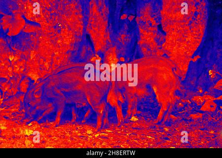 Sanglier dans la caméra thermique scientifique de haute technologie en forêt. Animaux et température dans des conditions cachées. Chasse au gros gibier dans un appareil infrarouge Banque D'Images