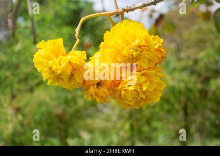 Cochlospermum regium, tabebuia également connu sous le nom de cotonnier jaune, est une plante à fleurs qui a ses origines dans la savane tropicale de Cerrado d'Amérique du Sud Banque D'Images