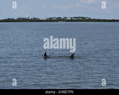 Deux dauphins jouent dans la rivière. Banque D'Images