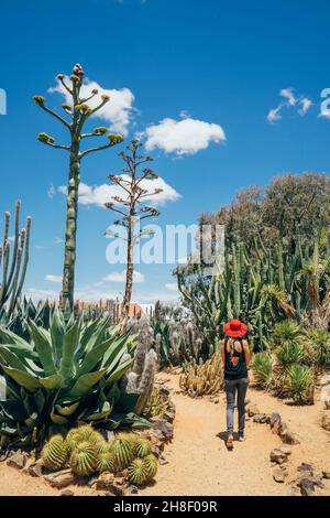 Femme marchant parmi les cactus dans le désert ensoleillé, Australie Banque D'Images