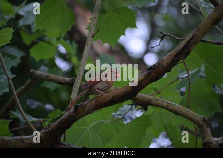 Vue latérale d'un cardinal féminin dans un arbre avec fond vert. Banque D'Images