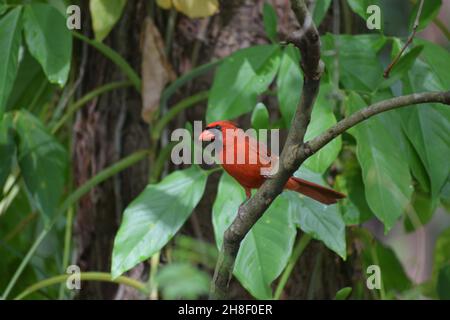 Cardinal mâle rouge vif avec fond vert de vigne. Banque D'Images