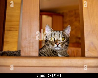 un chat tabby domestique se trouve sur l'atterrissage et regarde soigneusement la fenêtre avec ses yeux jaune-vert avec des pupilles étroites, foyer sélectif Banque D'Images