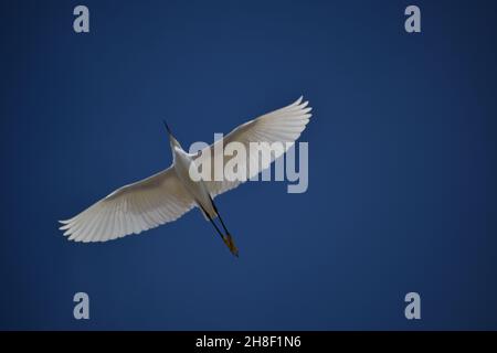 Magnifiques soars blancs d'Egret de neige montrant une envergure totale contre un ciel bleu profond. Banque D'Images