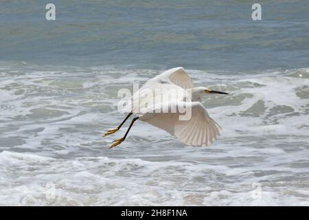 Un Egret de neige survole l'océan Atlantique. Banque D'Images