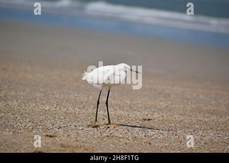 Un Egret de neige pose sur la plage. Banque D'Images