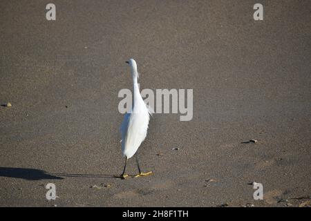 Un Egret de neige montre son arrière tout en marchant sur la plage. Banque D'Images