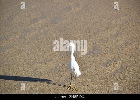 A Snowy Egret se dresse tout droit en regardant sur la rive de la mer à New Smyrna Beach, Floride, États-Unis. Banque D'Images