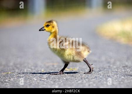 Gosling bernache du Canada (Branta canadensis) - West Bay Walkway - Victoria, île de Vancouver, Colombie-Britannique, Canada Banque D'Images