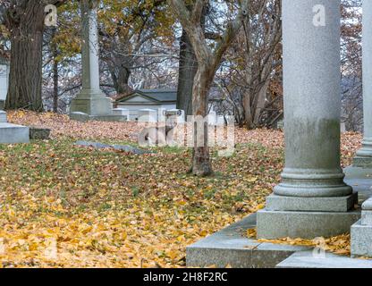 Un cerf de Virginie pond dans des feuilles mortes à l'automne dans le cimetière Homewood situé à Pittsburgh, Pennsylvanie, États-Unis, un jour d'automne tardif Banque D'Images